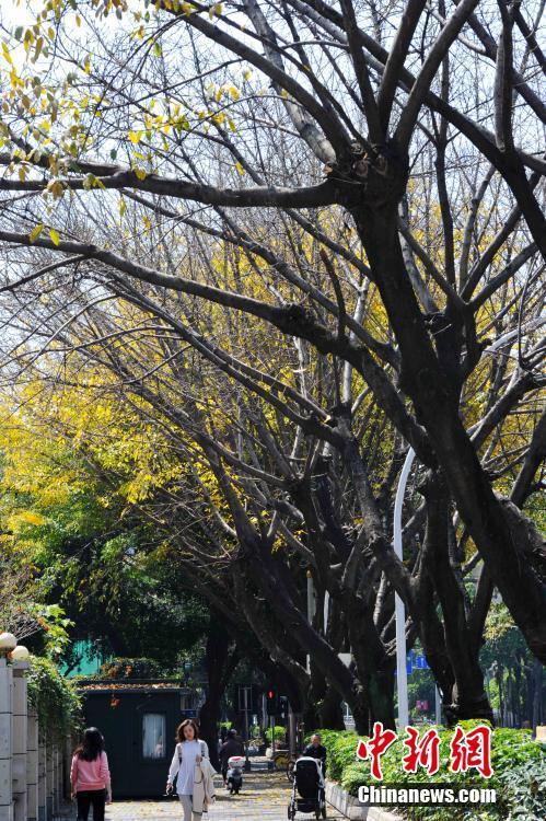 別樣福州 春日賞秋景