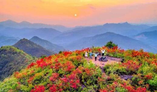 大田高山杜鵑醉游人