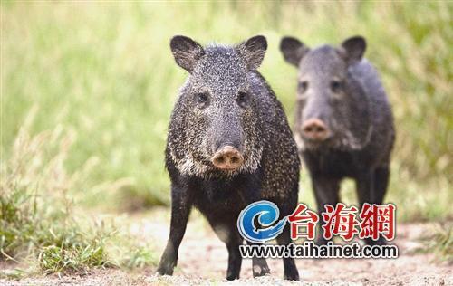 廈門生態(tài)物種調(diào)查：傳說“神獸”隱居廈門山林