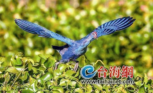 廈門生態(tài)物種調(diào)查：傳說“神獸”隱居廈門山林