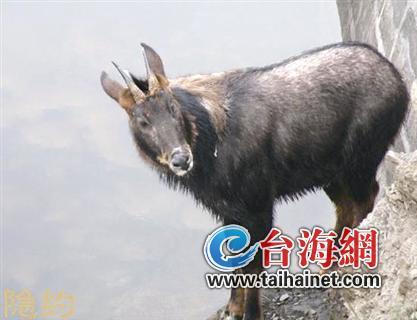 廈門生態(tài)物種調(diào)查：傳說“神獸”隱居廈門山林