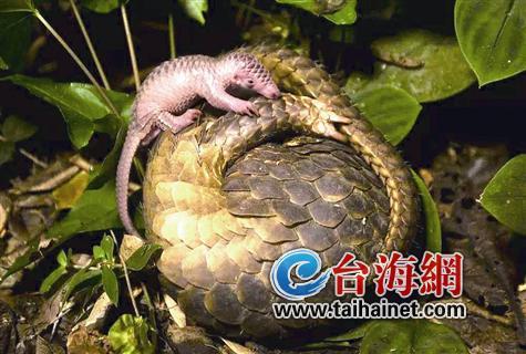 廈門生態(tài)物種調(diào)查：傳說“神獸”隱居廈門山林