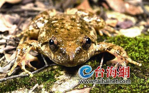 廈門生態(tài)物種調(diào)查：傳說“神獸”隱居廈門山林