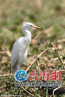 廈門生態(tài)物種調(diào)查：傳說“神獸”隱居廈門山林