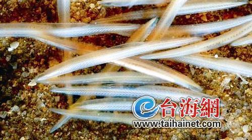 廈門生態(tài)物種調(diào)查：傳說“神獸”隱居廈門山林