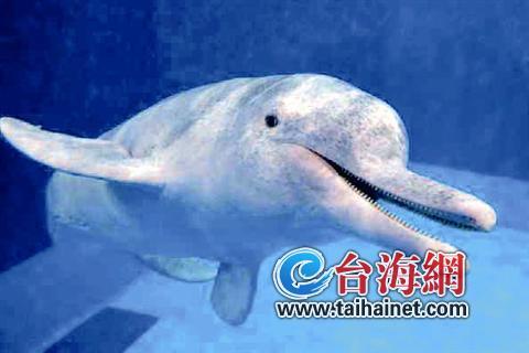 廈門生態(tài)物種調(diào)查：傳說“神獸”隱居廈門山林