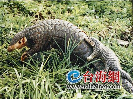 廈門生態(tài)物種調(diào)查：傳說“神獸”隱居廈門山林