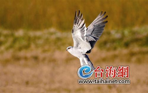 廈門生態(tài)物種調(diào)查：傳說“神獸”隱居廈門山林