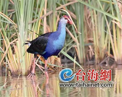 廈門生態(tài)物種調(diào)查：傳說“神獸”隱居廈門山林