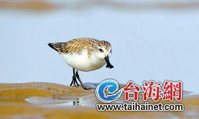 廈門生態(tài)物種調(diào)查：傳說“神獸”隱居廈門山林