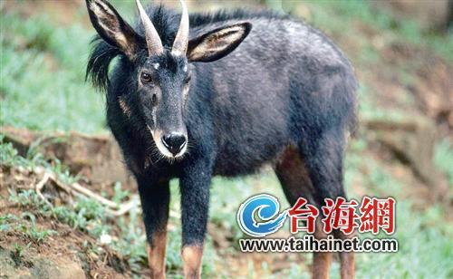 廈門生態(tài)物種調(diào)查：傳說“神獸”隱居廈門山林