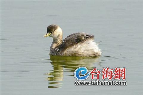 廈門生態(tài)物種調(diào)查：傳說“神獸”隱居廈門山林