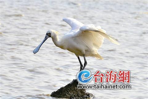 廈門生態(tài)物種調(diào)查：傳說“神獸”隱居廈門山林