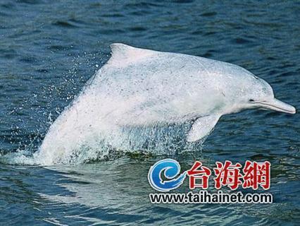 廈門生態(tài)物種調(diào)查：傳說“神獸”隱居廈門山林