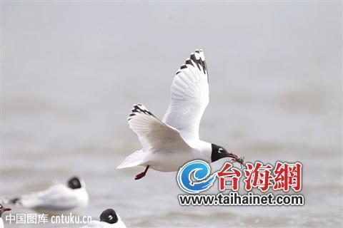 廈門生態(tài)物種調(diào)查：傳說“神獸”隱居廈門山林