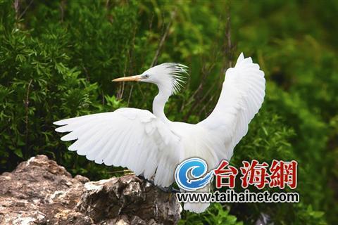 廈門生態(tài)物種調(diào)查：傳說“神獸”隱居廈門山林