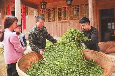 武夷山桐木村:一片葉子振興一個鄉村