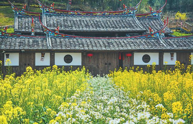 五彩油菜花,要讓濟陽不一樣