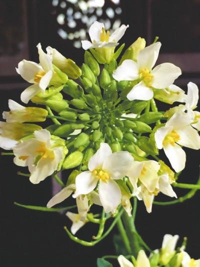 五彩油菜花,要讓濟陽不一樣