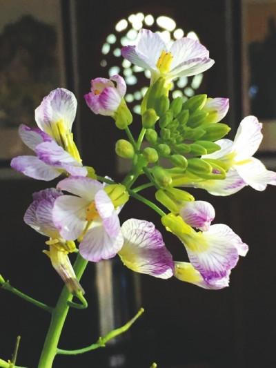 五彩油菜花,要讓濟陽不一樣