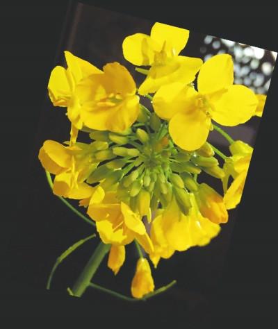 五彩油菜花,要讓濟陽不一樣