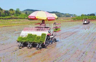 福建浦城機插萬畝再生稻