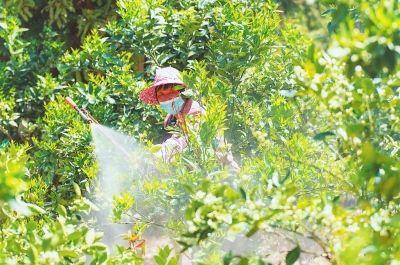 南安市蓬華鎮:一粒臍橙帶靚一片山頭