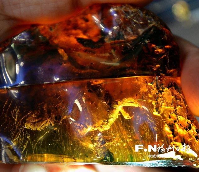 首例琥珀雛鳥標(biāo)本亮相福州