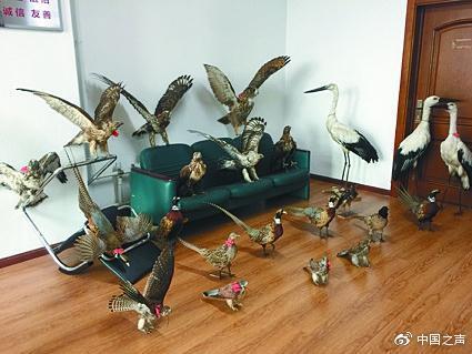 查獲的野生鳥類標(biāo)本