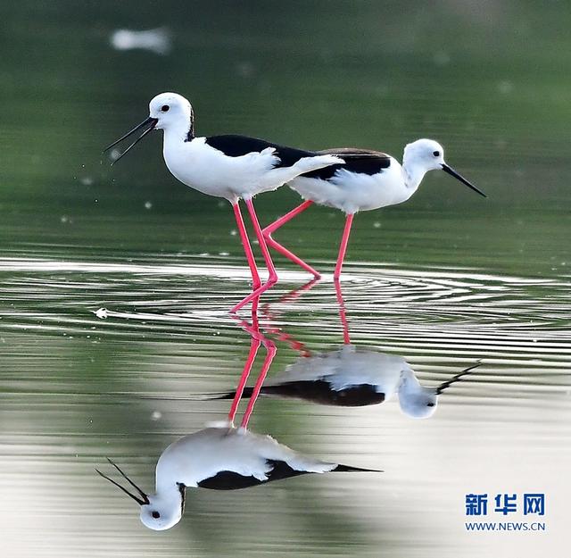 閩東南沿海的“水鳥模特”-黑翅長腳鷸