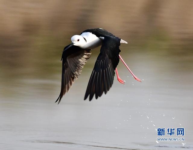 閩東南沿海的“水鳥模特”-黑翅長腳鷸