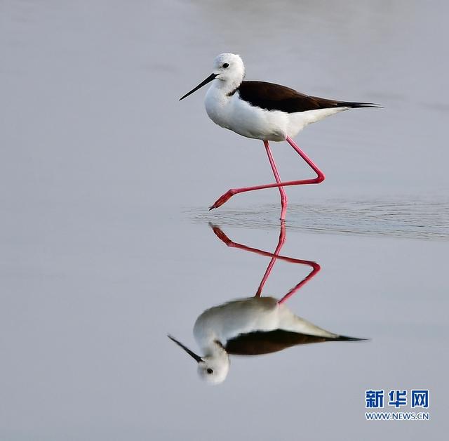 閩東南沿海的“水鳥模特”-黑翅長腳鷸