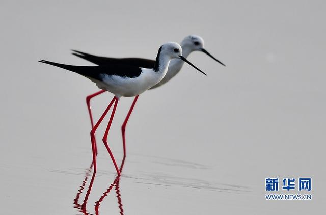 閩東南沿海的“水鳥模特”-黑翅長腳鷸