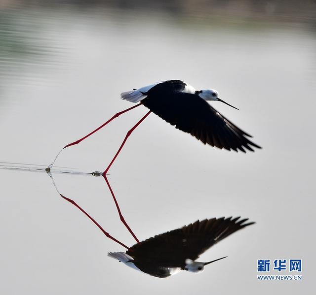 閩東南沿海的“水鳥模特”-黑翅長腳鷸