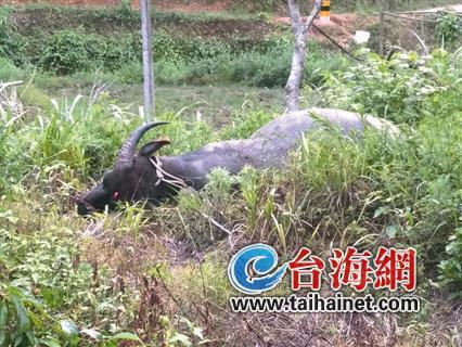 龍巖漳平一頭水牛發瘋撞死主人 特警圍堵將其擊斃