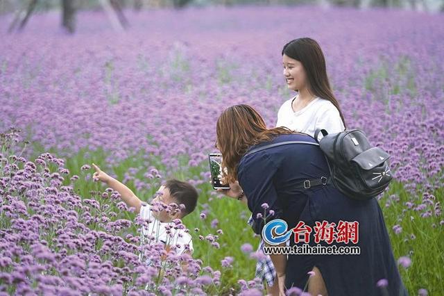 許你一片浪漫紫色花海 這里的馬鞭草已盛放