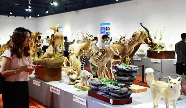 第四屆中國動物標本大賽在福州舉行 作品向公眾開放
