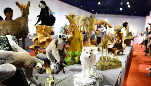 第四屆中國動物標本大賽在福州舉行 作品向公眾開放