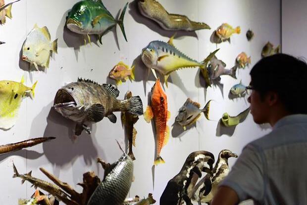 第四屆中國動物標本大賽在福州舉行 作品向公眾開放