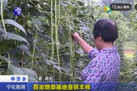 百畝蔬菜基地喜獲豐收