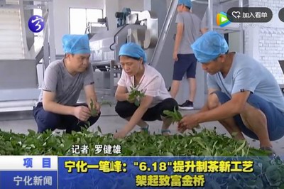 寧化一筆峰：“6.18”提升制茶新工藝  架起致富金橋
