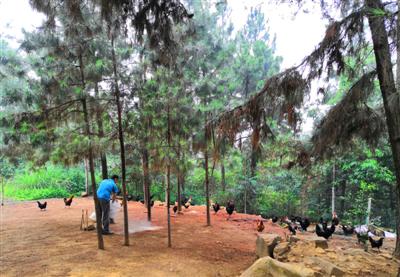 6月11日，眉山市仁壽縣涂家鄉，唐冬在自己的農場喂雞