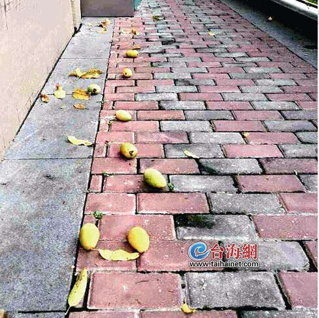 渾身過(guò)敏 醫(yī)生第一句話：“是不是吃了綠化芒果？”