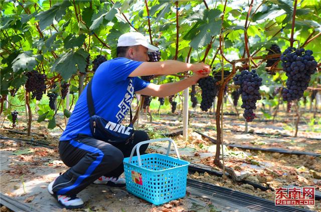 德化：閑的荒山荒坡發展生態特色農業