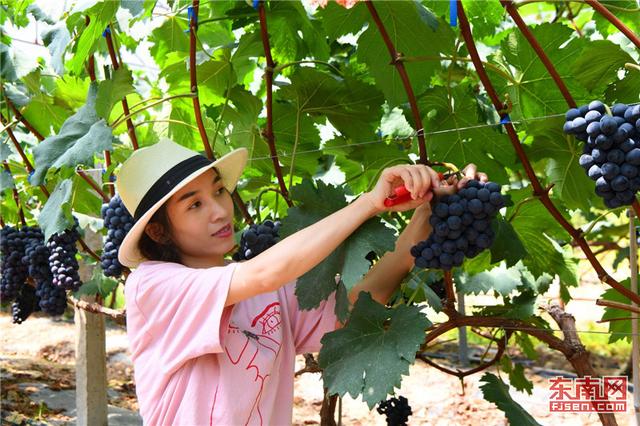德化：閑的荒山荒坡發展生態特色農業