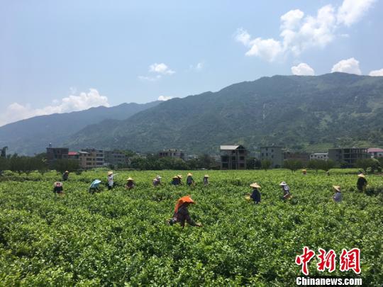 首屆福州茉莉花開采文化節(jié)啟幕