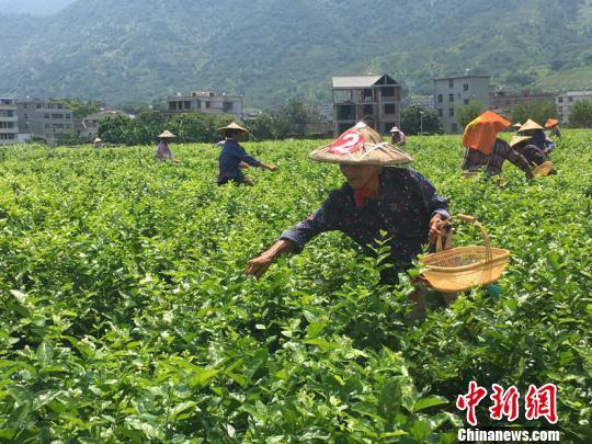 首屆福州茉莉花開采文化節(jié)啟幕