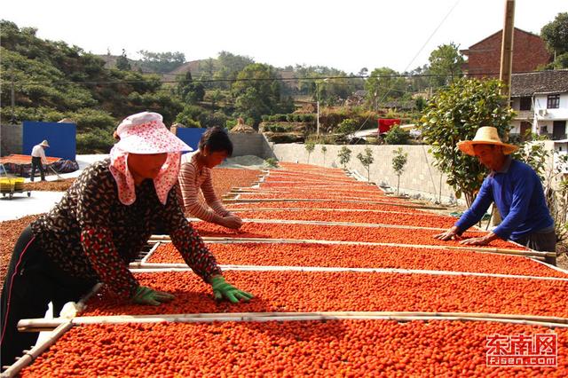 寧德中藥材產業：懷璧待君識