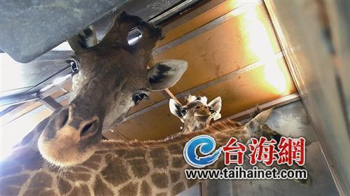 66只南非長(zhǎng)頸鹿打著“飛的”來廈門