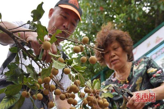 福州舉辦古槐青山貢果文化旅游節(jié) 以貢果致豐年
